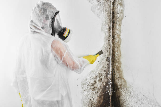 Best Mold Remediation for Schools in Garrison, ND